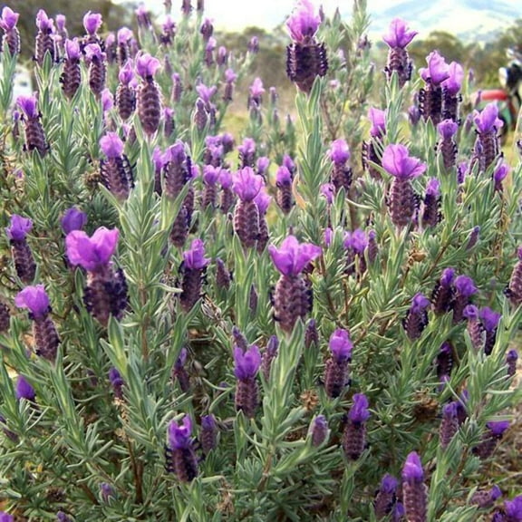 Anouk Lavender - Lavandula stoechas 'Anouk'