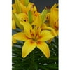 Euroblooms Lily Asiatic Happy Sunrise, 6 Flower Bulbs
