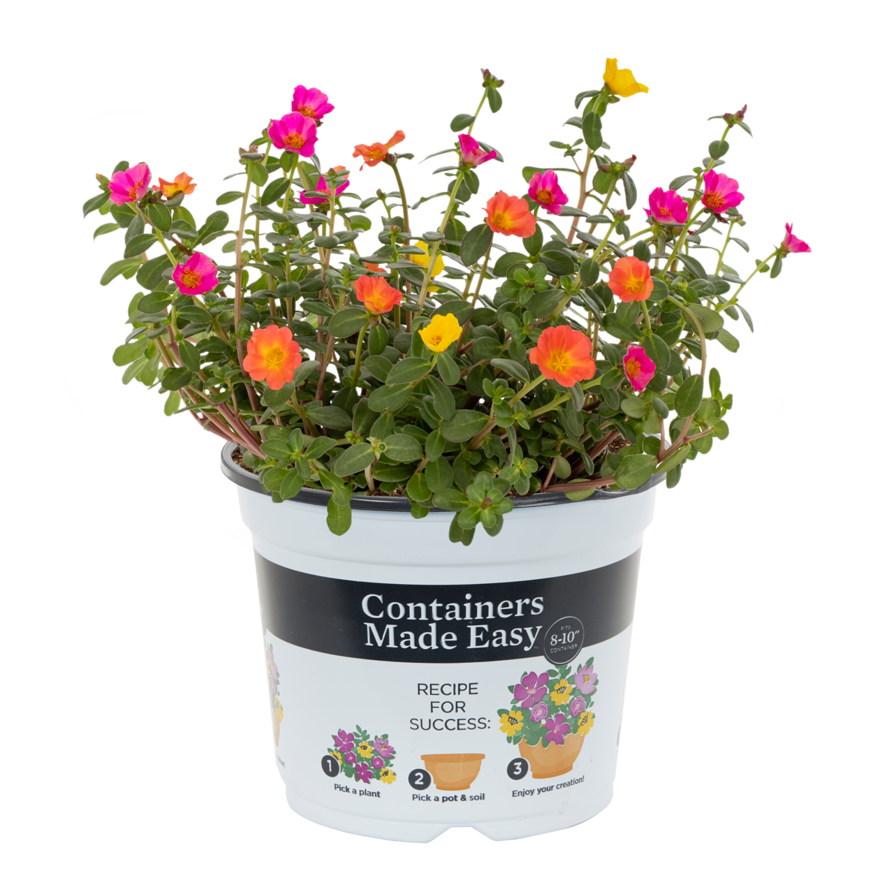 Containers Made Easy with Better Homes & Gardens 3QT Portulaca Smarty Party Pink Orange Yellow Full Sun Live Plants (2-Pack) with Pop-in Pot