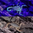 thumbnail image 5 of UV Torch, Upgraded UV Lamp 100 LED Flashlight Black Light Ultraviolet Lamp, 5 of 5