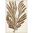 thumbnail image 3 of Vision Studio 13x18 Black Modern Framed Museum Art Print Titled - Sepia Seaweed II, 3 of 5