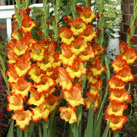 Princess Margaret Rose Gladiolus Flower Bulbs - 10 Bulbs per Pack - Good as Cut Flowers - Grows Well In Containers - Perennializing - Easy to Grow Live Plants - Outdoor Garden