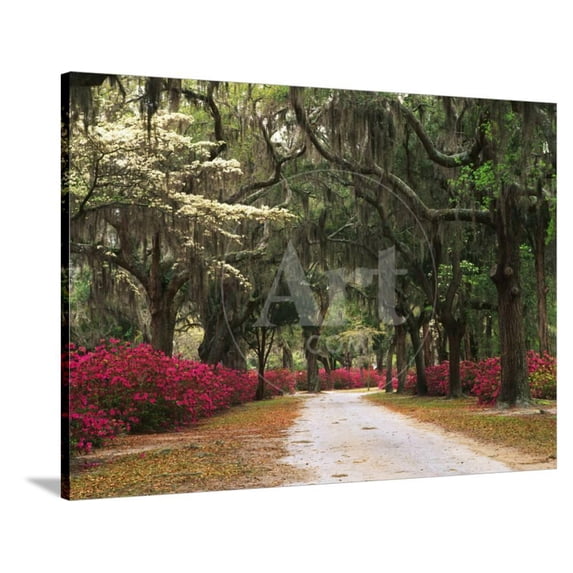 Road Lined with Azaleas and Live Oaks, Spanish Moss, Savannah, Georgia, USA, Scenic Seasons Stretched Canvas Wall Art by Adam Jones Sold by ArtCom