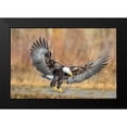 thumbnail image 2 of Centioli, Mike 14x11 Black Modern Framed Museum Art Print Titled - Eagle Flight, 2 of 5