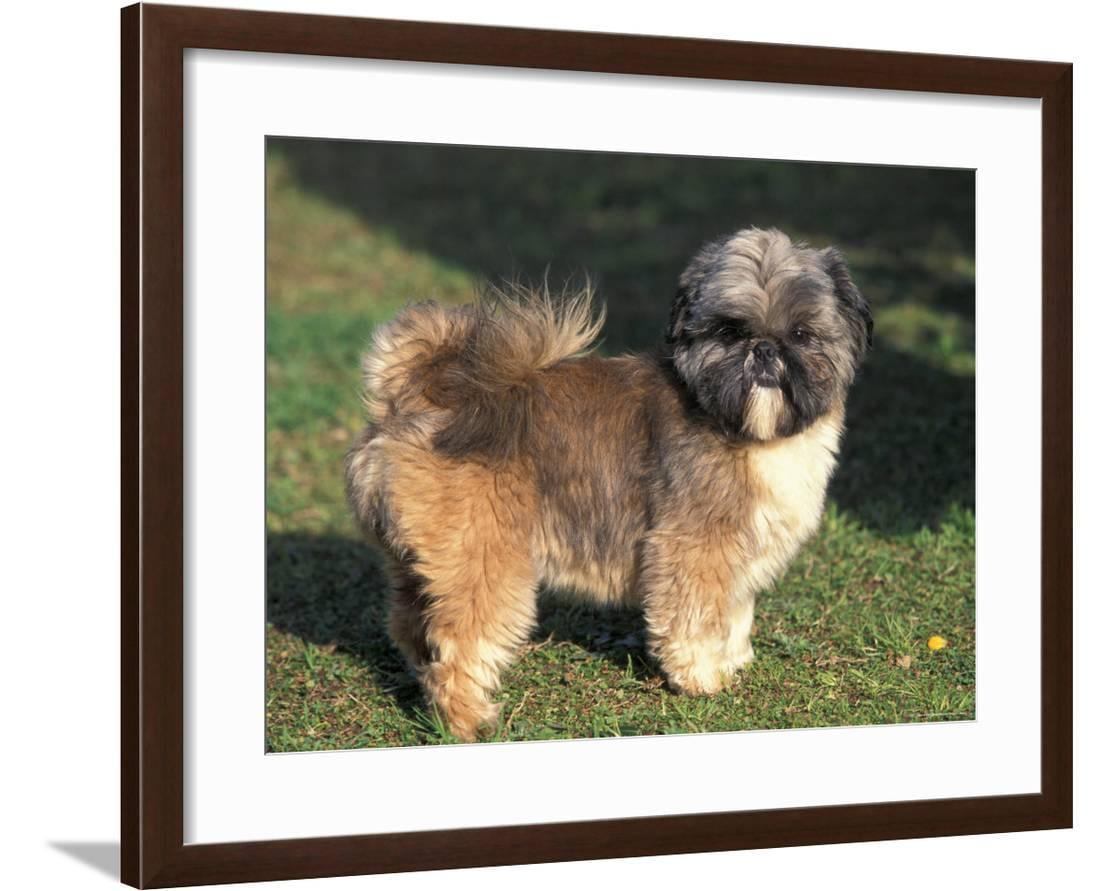 shih tzu stuffed animal walmart