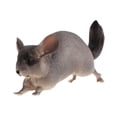 thumbnail image 2 of MERIGLARE Animal Figurine Model Collection Home Decor Realistic Detailed Action Figure Chinchilla, 2 of 9