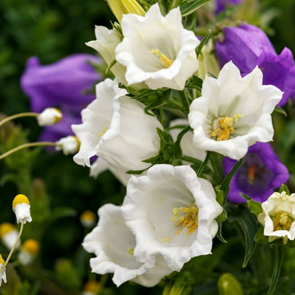 Outsidepride Canterbury Bells White Flowers - 10000 Seeds