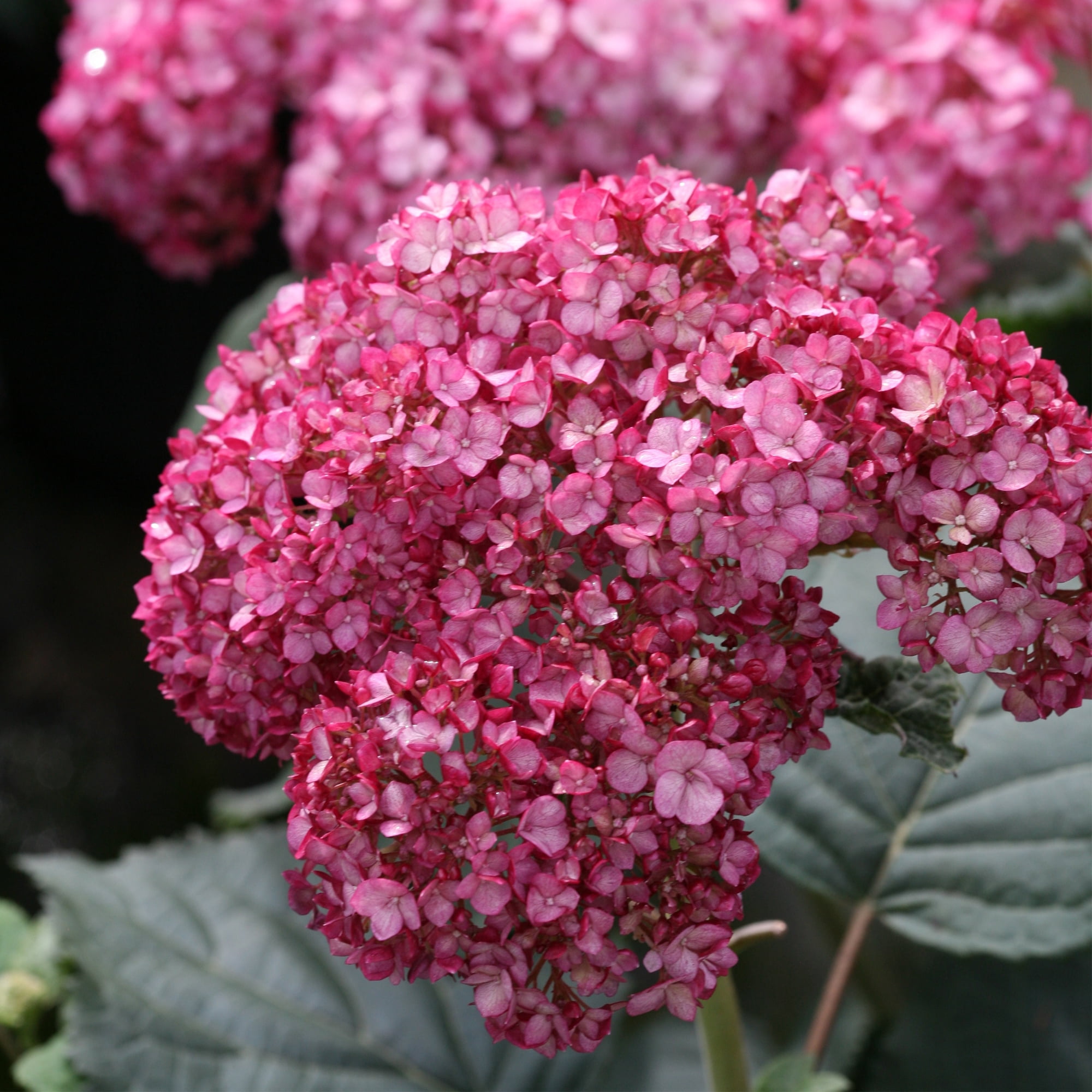 Proven Winners ColorChoice Invincibelle Ruby Hydrangea Live Shrub (2 Gallon)