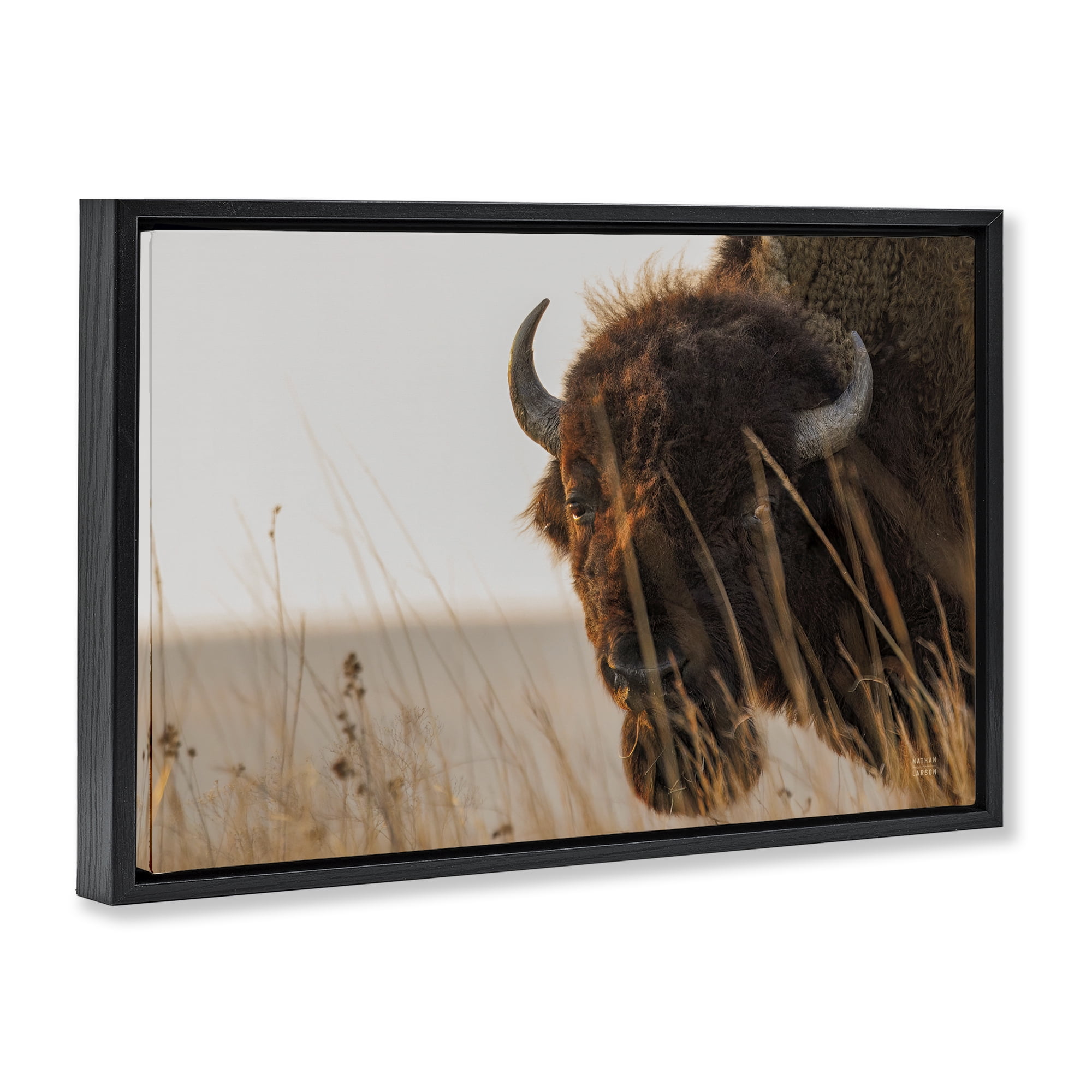 Stupell Industries Bison Sunset on Golden Prairie Black Framed Floater Canvas Wall Art, design by Nathan Larson