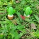 thumbnail image 4 of 2 Unids Artificial Suculentas Planta Jardín Miniatura Cactus Falso DIY Decoración Para El Hogar café Baoblaze Plantas suculentas artificiales, 4 of 8