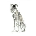 HEROOY Halloween Poseable Dog Skeleton Decoration Animal Puppy Plastic ...