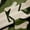 Green K, variant on Feelyou Monogrammed K Black Out Curtains, Green Camo Curtains Pack of 2 (42x63 Each)
