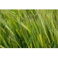 thumbnail image 5 of Plant Good Seed Organic Great Grains Seed Collection -  4 Packets - Oat, Wheat, Barley, Rye Heritage Grasses, 5 of 6
