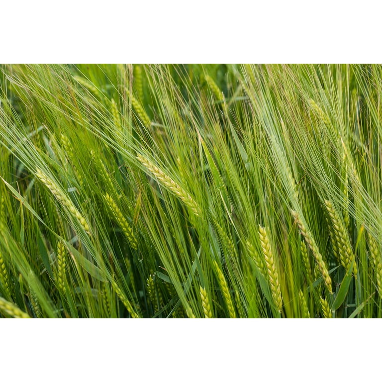 Robust Barley Seeds Packet: 300 Seeds (11.5 grams), OG