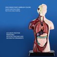 thumbnail image 3 of Human Body Model, Lifelike 8 Detachable Organs Anatomy Figure  for Science Classroom, 3 of 7