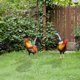 thumbnail image 4 of Tablero Decorativo Exterior de Jardín Acrílico con Diseño de Gallinas de Patio, 4 of 7