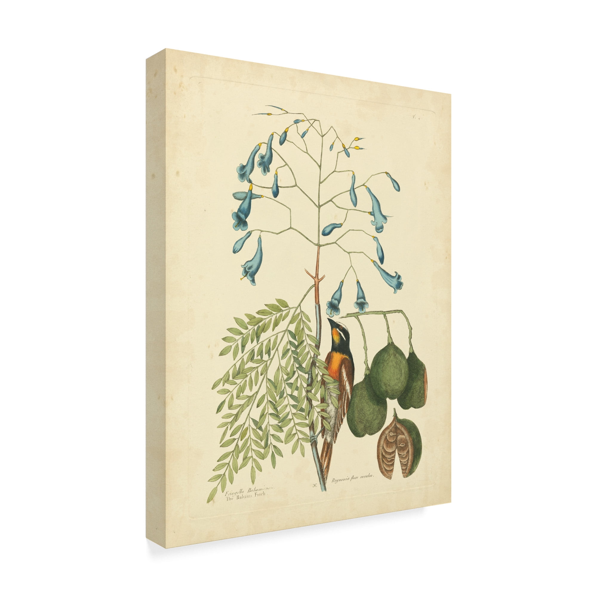 Trademark Fine Art 'Catesby Bird And Botanical II' Canvas Art by Mark Catesby