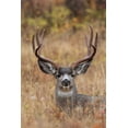 thumbnail image 2 of Archer, Ken 23x32 Gold Ornate Wood Framed with Double Matting Museum Art Print Titled - Mule Deer Buck, 2 of 4