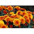 thumbnail image 6 of 50 Tricolor DOUBLE PAINTED DAISY Chrysanthemum Carinatum Tanacetum Dunetti Mixed Colors Flower Seeds, 6 of 7