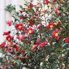 Camellia Sasanqua Yuletide I 1 Extra Large 3 Gallon Plant I Red Flowering Bright Red Winter Blooms, Live Plant for Indoor & Outdoor Gardens