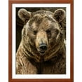 thumbnail image 2 of Brown Bear CloseUp Shot, Animals Figurative Scenic Framed Art Print Wall Art by NejroN Photo Sold by Art.Com, 2 of 6