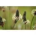 thumbnail image 4 of Plantago Plantain Seeds/ Perennial/ Full Sun/100 Seeds 1/4 Gram/ Zellajake Farm and Garden - B268, 4 of 5