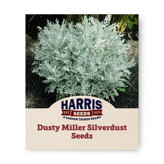 Harris Seeds - Dusty Miller Silverdust | Silvery-White Foliage Flower - 50 Seeds