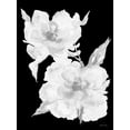 thumbnail image 2 of Jacobs, Cindy 15x18 White Modern Wood Framed Museum Art Print Titled - Black And White Flowers II, 2 of 4