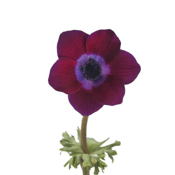 Purple Anemones Fresh Cut 100 Stems