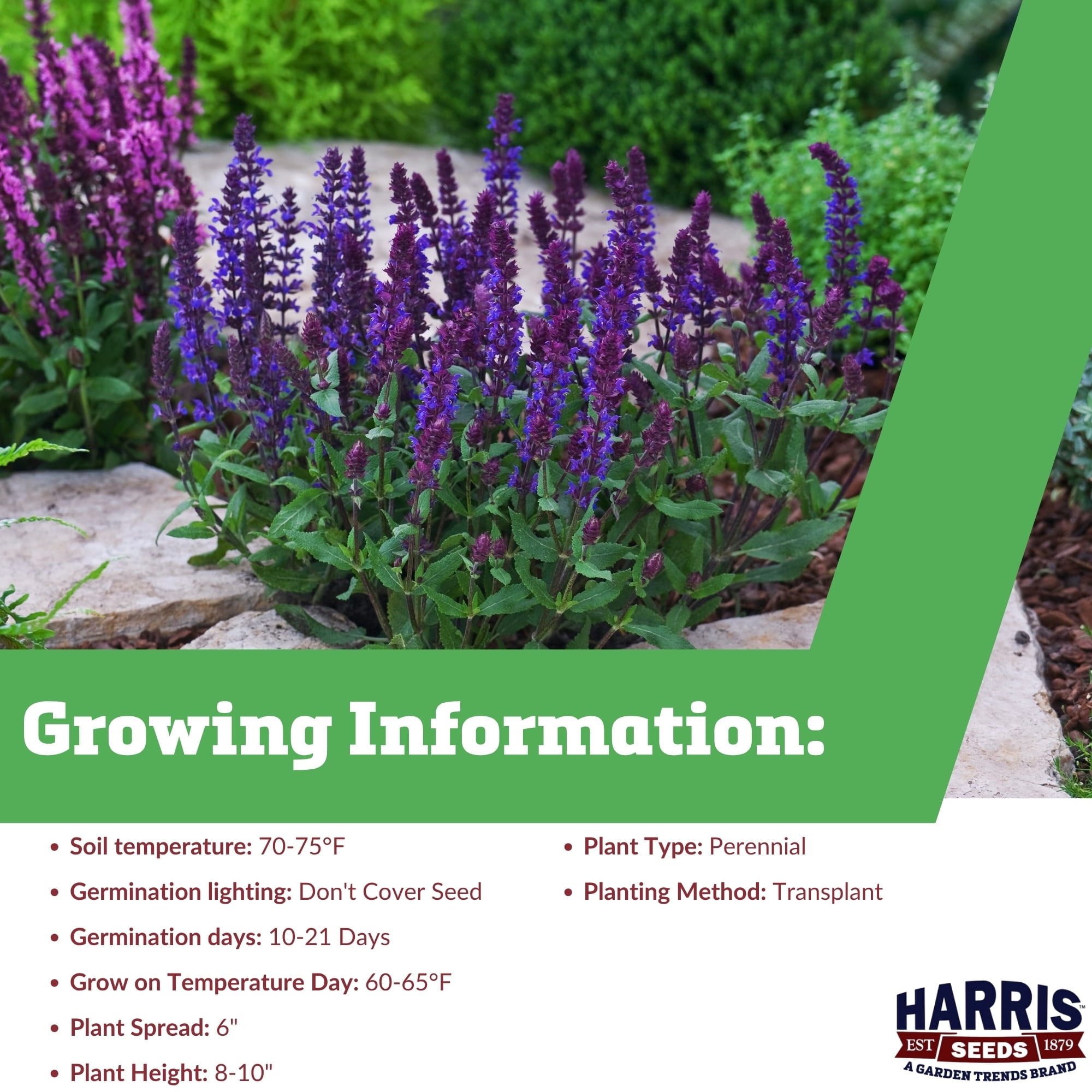 Harris Seeds Salvia New Dimension - Thumbnail 3