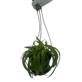 thumbnail image 3 of Green Bonnie Curly Spider Plant  Cleans the Air - 6" Hanging Basket, 3 of 4