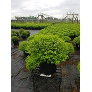 Little Princess Spirea