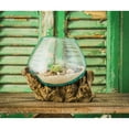 thumbnail image 3 of Evergreen Glass Planter on Driftwood, 8''x 10'' x 11'' inches, 3 of 3