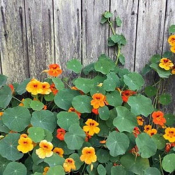 Smoke Camp CRAFTS 100 Nasturtium Flower Seeds, Naturally Grown, Easy to Grow