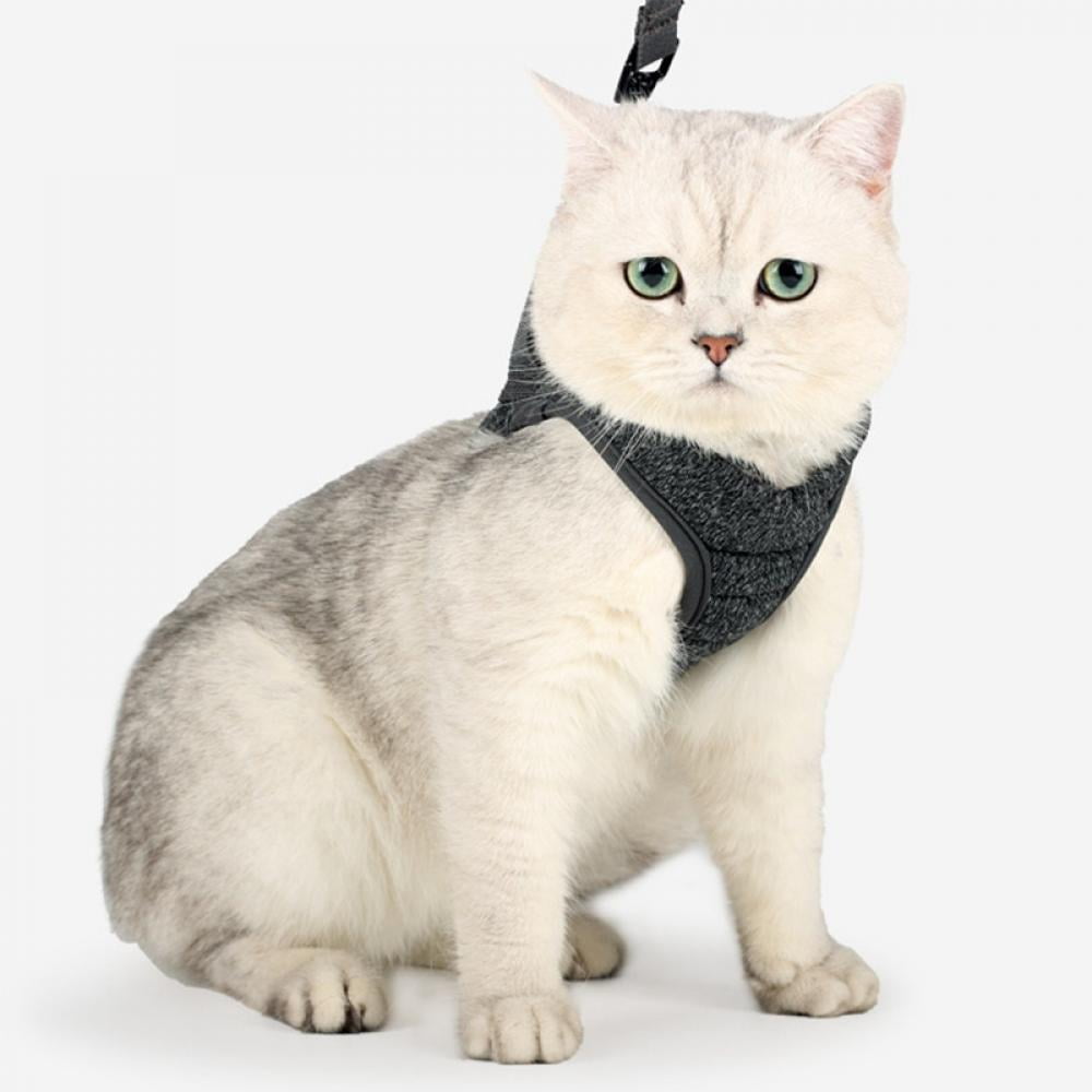 Belts for cats online