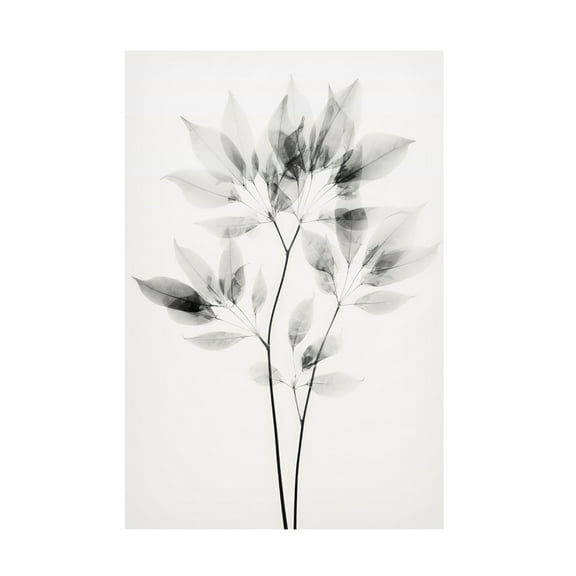 Trademark Fine Art Treechild Transparent Botanic No 8 Canvas Wall Art