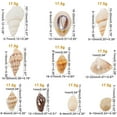 thumbnail image 2 of 175g Mixed Ocean Beach Spiral Seashells 10 Styles Natural Craft Seashell Charms Small Conch Shell with Hole, 2 of 9
