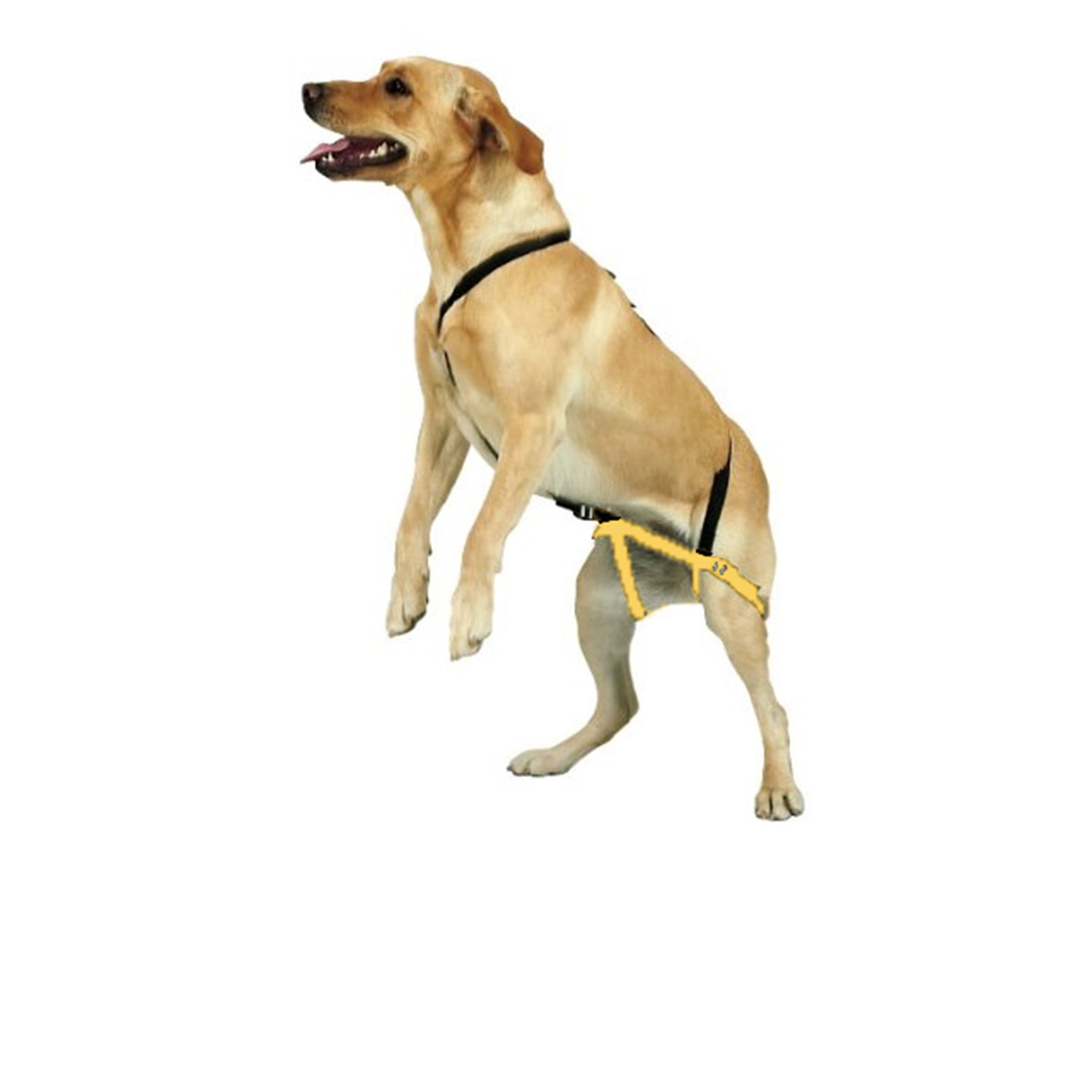 No Jump Dog Harness, Downtown Pet 