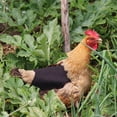 thumbnail image 5 of Delantal De Lona Para Pollo, Chaleco Para Sillín De Gallina, Protección Para Alas De Pato, Chaquetas Para Pollo, Delantales Para Gallina, Accesorios Para El Cuidado De Aves De Corral Methold AP007774-03, 5 of 5