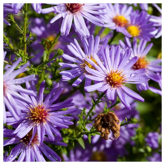 Everwilde Farms - 1 lb Showy Aster Native Wildflower Seeds - Gold Vault Bulk Seed Packet