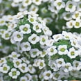 FerryMorse 170MG Alyssum Carpet of Snow Annual Flower Seeds Full Sun