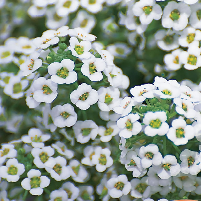 Semi Di Fiori Carpet Of Snow Alyssum - Confezione Da 0.5g Per Bordure, Giardini Rocciosi E Finestre - Foto 6