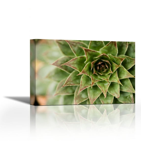 Sempervivum Succulent I - Contemporary Fine Art Giclee on Canvas Gallery Wrap - wall décor - Art painting - 36 x 24 Inch - Ready to Hang