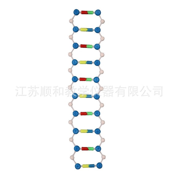 Dayesque Dna Model For Students Helix Structure Model For Genetics And Molecular Biology Educational Tool For Classroom And Laboratory