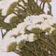 thumbnail image 4 of Flores presionadas Zulema 50 cas naturales prensadas Delphinium reales para manualidades álbumes de recortes, 4 of 8