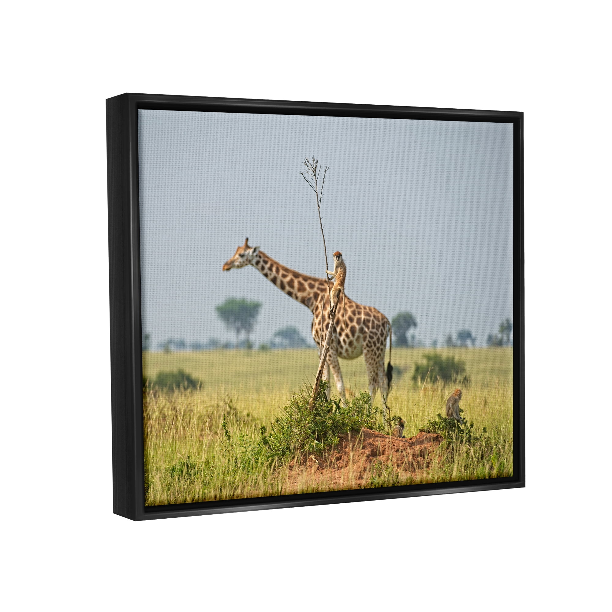 Stupell Industries Monkey Riding Giraffe Animals & Insects Photography Black Floater Framed Canvas Art Print Wall Art, 21 x 17