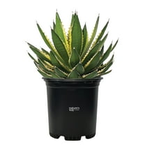 Nature's Way Farms Agave Quadricolor Variegated Outdoor Live Plant (12-16 in. Tall) in Grower Pot