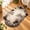 03, variant on Chubby Tabby Cat Shaped Rug, 3D Cozy Cat Rugs, Plush Door Mat for Entryway & Bedside, Indoor Décor