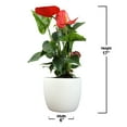 thumbnail image 4 of 12-18" Flamingo Flower, Red Anthurium | Easy Houseplant | Filtered Sun | Element by Altman Plants, 4 of 10