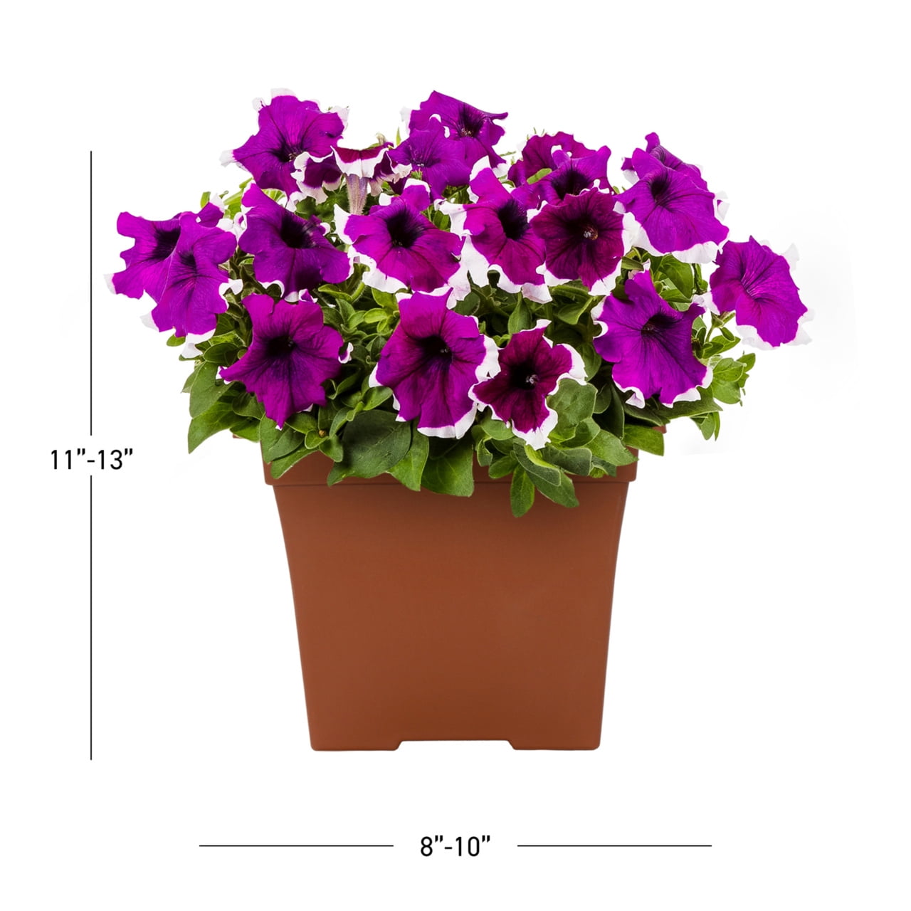 Expert Gardener 1gal Purple White Petunia Live Annual Plant Decorative Pot Sun